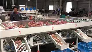 Automatic Onion Grading and Sorting Machine with Elevator, and Grader