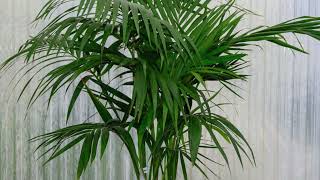 Kentia Palm Facts And Where To Grow