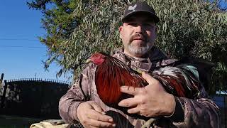 sacando los gallos al sol