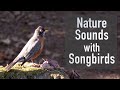 Nature Sounds with Songbirds - YT Channel