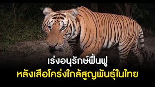 เร่งอนุรักษ์ฟื้นฟู หลังเสือโคร่งใกล้สูญพันธุ์ในไทย