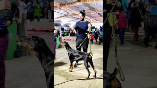 நாய்கள் மற்றும் பூனைகள் கண்காட்சி பாண்டிச்சேரி|Rottweiler Golden Retriever Dog| Dog Show Pondicherry