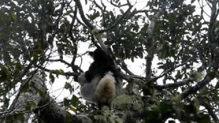 Indri with infant climbs and leaps