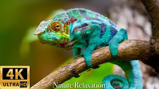 Wildlife 4K: Reptile 4K (ULTRA HD) | Relaxing Music About Reptiles