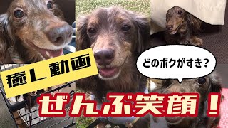 癒し動画！？ビスコさんの笑顔写真まとめ【シニア犬ダックス】