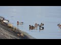 eurasian wigeon pfeifente mareca penelope