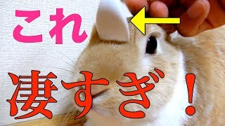 【飼育初心者必見】うさぎの換毛期対策ブラシの性能が凄いぞ！？