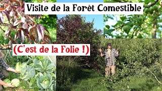 Visite de la Forêt Comestible... (2025 cest de la Folie !)