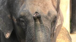 ゾウさんガイド (宮崎市フェニックス自然動物園) 2019年12月9日