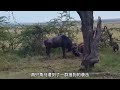 瘋狂的獵手！十大食肉動物以小博大，獵殺大型食草動物名場面來了 動物世界 獅子 獅子 鬣狗 野牛 花豹 獵豹 羚羊