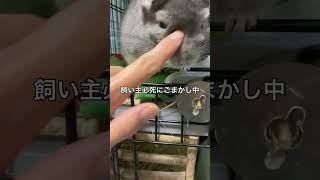 顔毛ボサボサチンチラの毛づくろいしたらもっとボサボサになっちゃった＃chinchilla＃チンチラ＃shorts