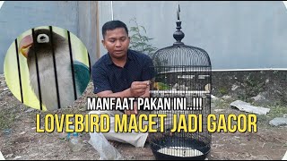 #pakan #lovebird #harian CARI TAU MANFAAT PAKAN INI LOVEBIRD MACET JADI GACOR!!!