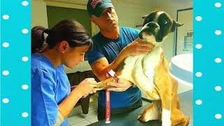 Best Funny Dog Reaction When Injected|| Funny Baby and Pet