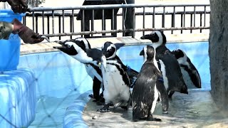 20230727 上野動物園　ケープペンギン　飼育員さんからお魚をもらうペンギンたち