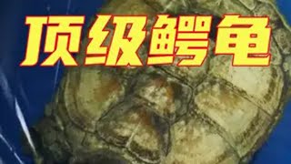 巨无霸鳄龟来袭！一餐吃掉5斤罗非鱼不是什么大问题！ 大鳄龟 佛鳄龟 入侵物种大灭绝 巨物