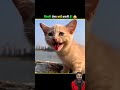 जब बिली अजीब हर कटे तो बहा से भाग जाए 😱😯 digilocker viralshort cat tending ytshorts