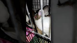 關在籠子裏的紅眼兔?A red-eyed rabbit in a cage?#shorts