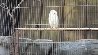 【上野動物園の鳥】シロフクロウ　Snowy Owl　★Ueno Zoo★　（Ｈ30.6.13）＃動物園の鳥＃シロフクロウ