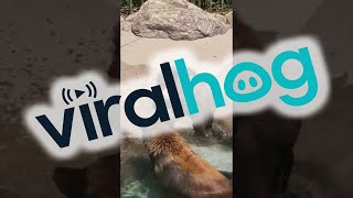 Bear Family Pool Party || ViralHog