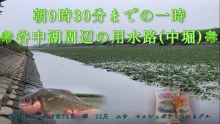 朝9時30分までの一時　谷中湖周辺の用水路(中堀)