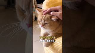 【魚蛋的日常】我的猫今天遇到一个奇怪的男人！