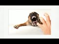 the best dog training company for your aggressive dog 1300 306 887