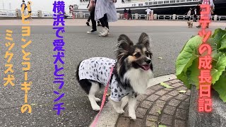 【愛犬と一緒に横浜でランチ】パピヨンとコーギーのミックス　[Lunch in Yokohama with your dog] A mix of papillon and corgi