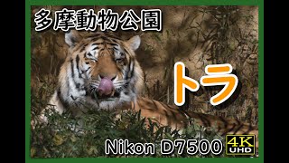 【多摩動物公園】トラの日常　のんびり毛づくろい【4K Nikon D7500】