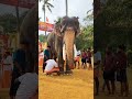 കലിപ്പ് നോട്ടം തന്നേ...... 🐘 അമ്പാടി ബാലൻ