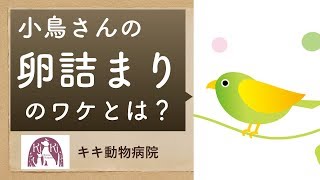 小鳥が卵詰まり（卵塞）をおこす理由とは？【大阪府堺市の動物病院】和泉市