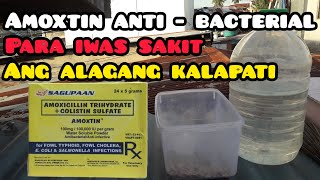 AMOXTIN | ANTI - BACTERIAL | PARA IWAS SAKIT ANG ALAGANG KALAPATI