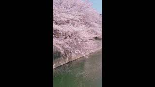 ティックトックTik Tok　世界の桜をご覧ください！桜まとめ　tik tok まとめ