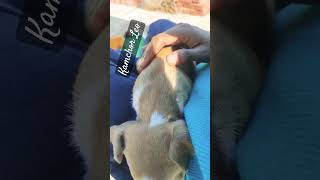 #cutepuppy #lovecare #doglover #youtubeshorts