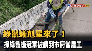 快狠準！ 抓綠鬣蜥冠軍被請到市府當雇工－民視新聞