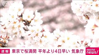 【速報】東京で桜満開　平年より4日早く、去年より5日遅い　気象庁(2022年3月27日)