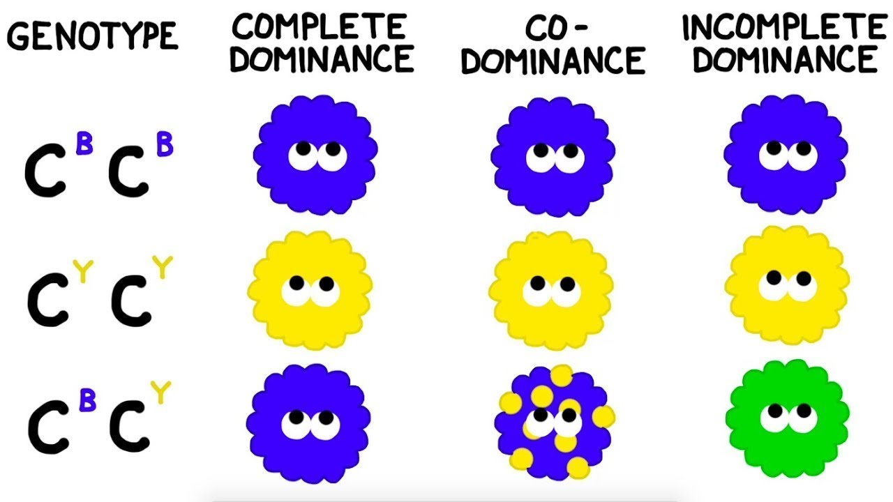 The Concept Of Complete And Incomplete Dominance - YouTube