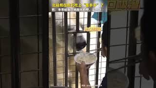 #北極熊  被人類欺騙的北極熊