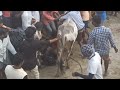 కొత్త శానంబట్ల జల్లికట్టు 2022 kotha sanambatla jallikattu bull fight full video bull racers