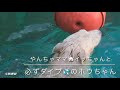 【毎回飛び込むホウちゃん u0026やんちゃママ🐾イッちゃん】天王寺動物園ホッキョクグマ親子