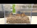 time lapse chaco golden knee sling excavation grammostola pulchripes