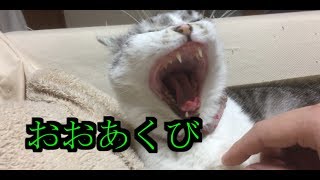 寝てる猫にちょっかいだしてみた　I raise a cat