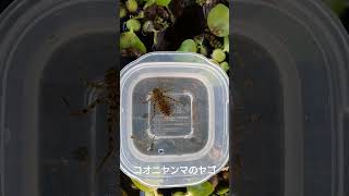 コオニヤンマ？のヤゴ