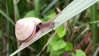 絶滅危惧Ⅱ類　オキナワヤマタカマイマイ　沖縄のカタツムリ　生き物