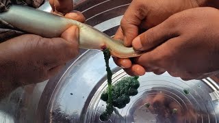 how to breed tarabaim /তারা বাইমের ডিম কিভাবে নেওয়া হয়#tara baim / #তারা বাইম 8812865017 (WhatsApp)