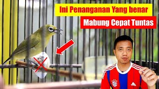 Cara Merawat Pleci Mabung Agar Cepat Selesai || Perawatan Burung Pleci Mabung