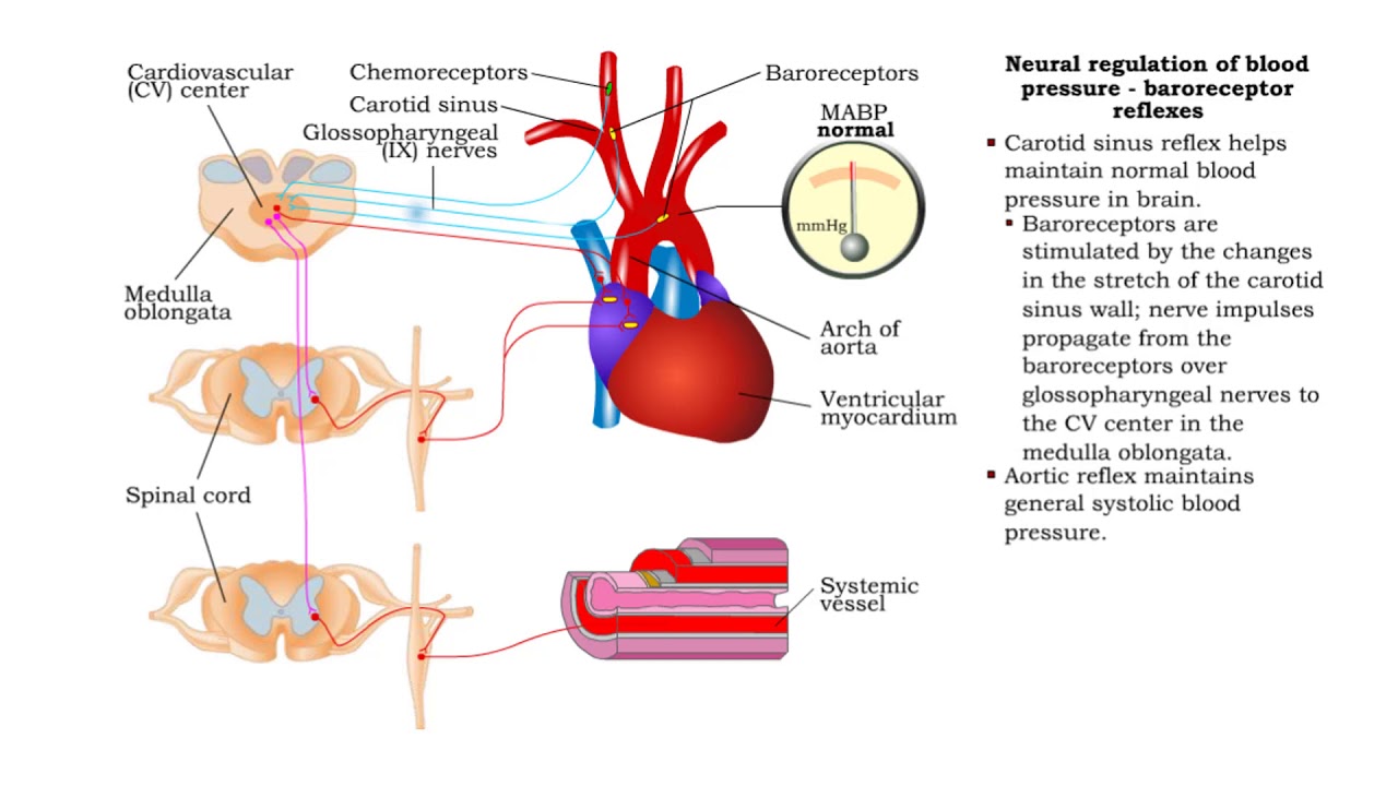 Neural Regulation Of Blood Pressure - Baroreceptor And Chemoreceptor ...