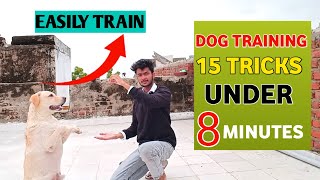 15 Dog training tricks under 8 minutes!🔥| Labrador Training video