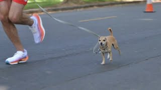 Tiny dog makes big mark running marathons