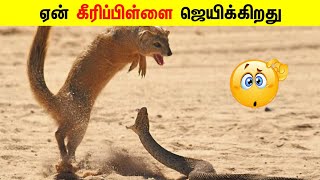 ஏன் கீரிப்பிள்ளை ஜெயிக்கிறது _ Informative Facts Tamil _ #shorts #facts