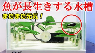 サワガニを水槽で飼う かに水槽 3